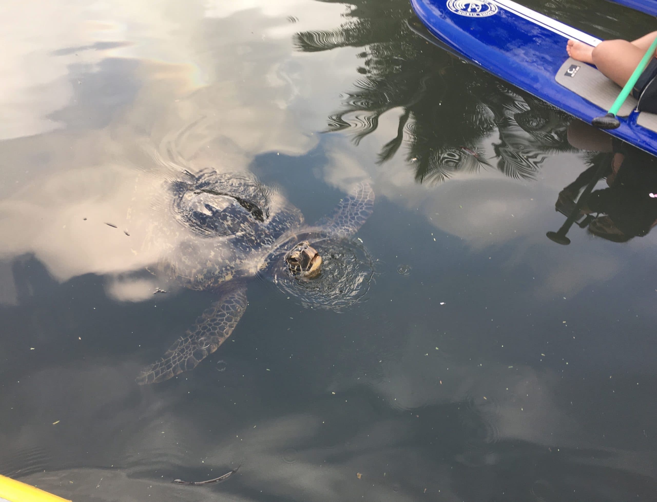 What Wildlife Should I Expect on the Anahulu River? photo 3