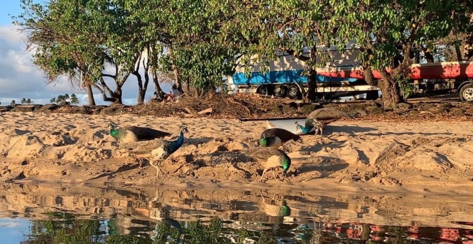 What Wildlife Should I Expect on the Anahulu River? photo 4