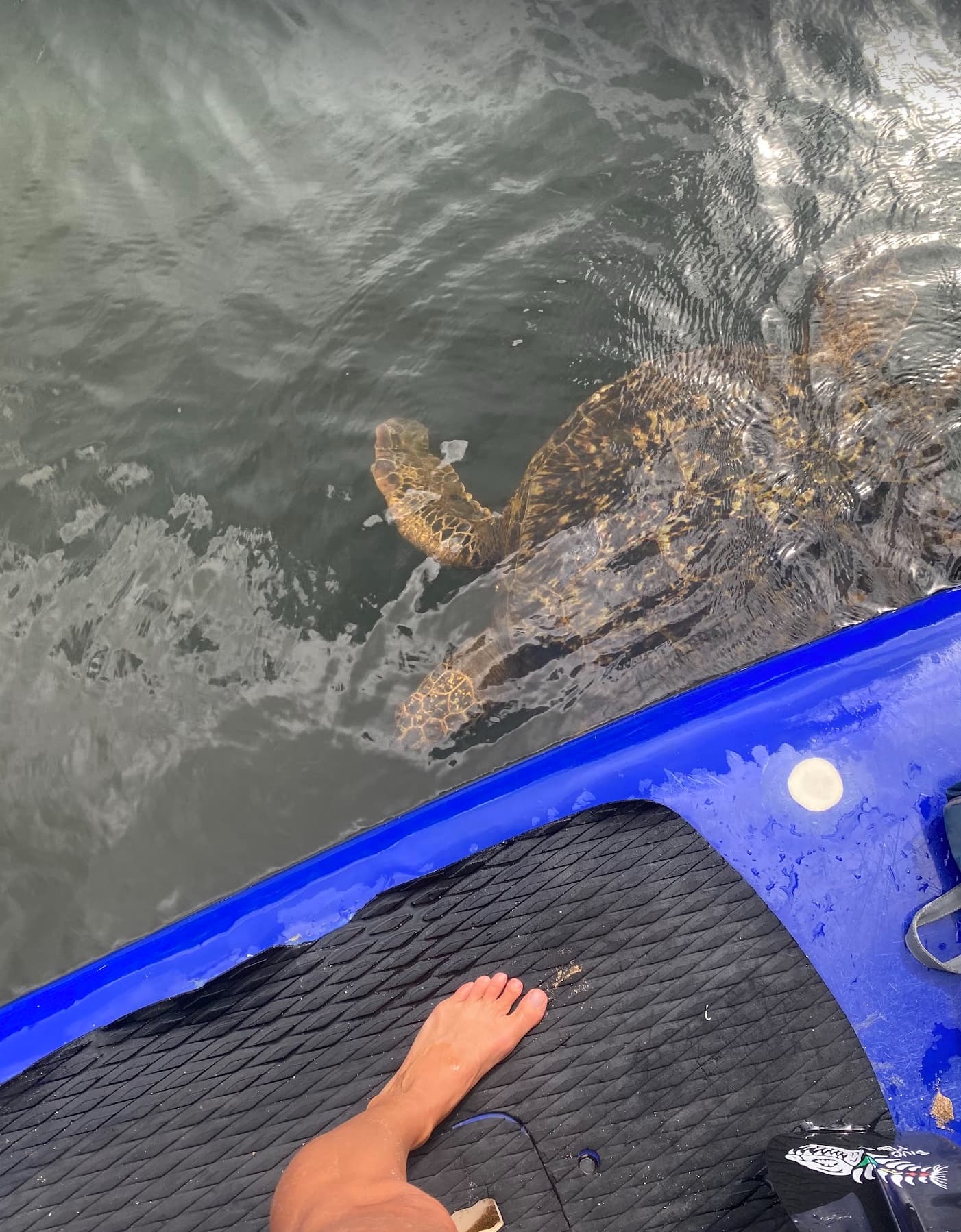 What Wildlife Should I Expect on the Anahulu River?