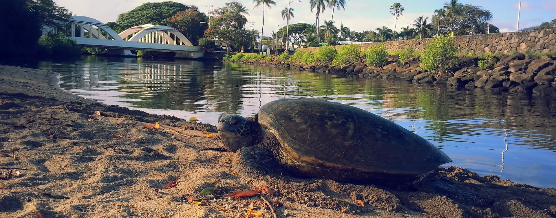 Sea turtle on the Anahulu River